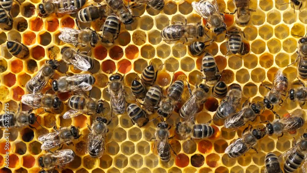 Signs of the development of a bee colony.
Colony life of honey bees.
The frame includes pollen, nectar, honey,  egg and larvae and cocoons of developing insects delivered to the hive. 
