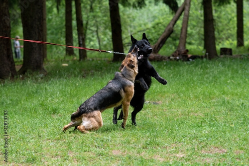 Two German Shepherds, of different colors, run and play in a clearing © Artsiom P
