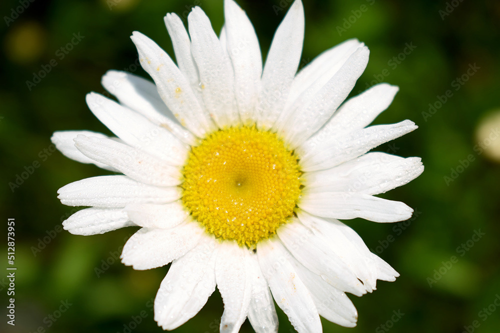 A beautiful daisy flower with water drops on white petals and a dark background shot close-up A beautiful daisy flower with water drops on white petals and a dark background shot close-up
