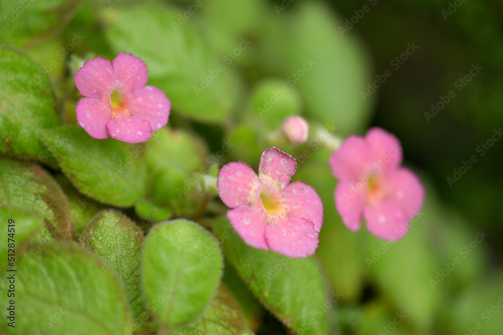 Obraz premium エピスシア