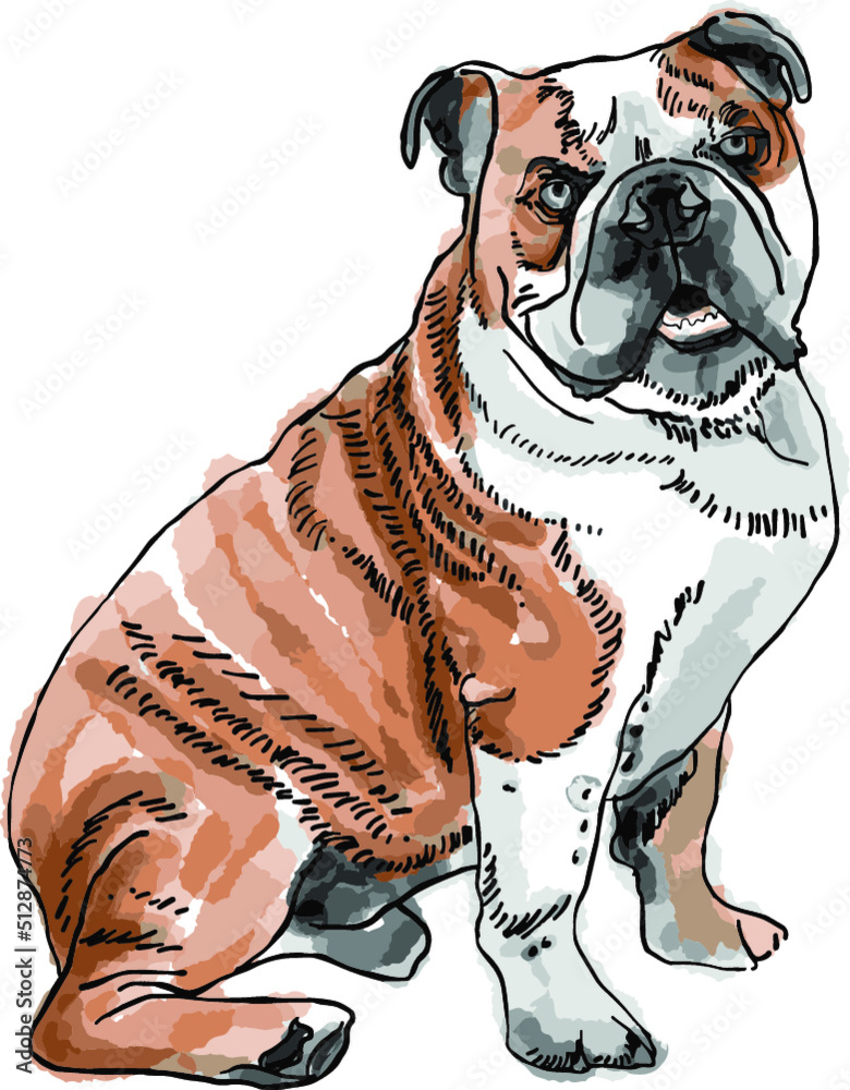 Siedzący pies rasy buldog. - obrazy, fototapety, plakaty 