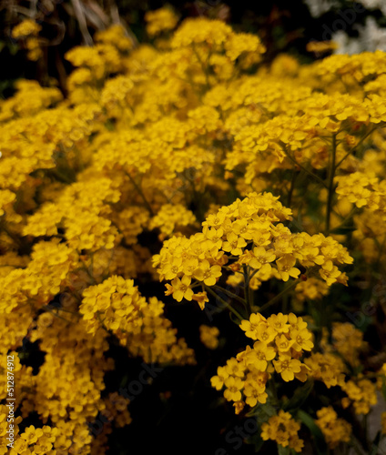 Gelbe Blumen