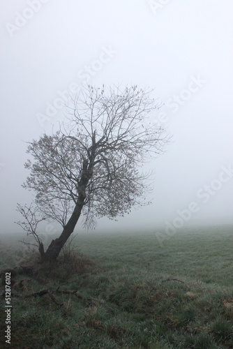Nebelbaum
