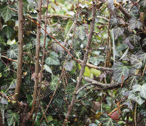 Spinnennetz