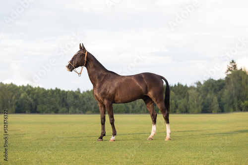 A young thoroughbred stallion is a horse polo player against the backdrop of nature. The horse's mane is shaved. Blue sky and grass field