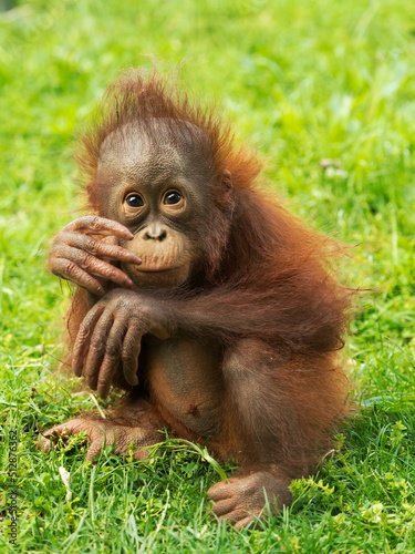 Orangutan puppy