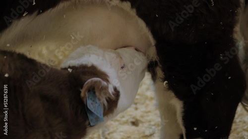 Cute brown and white calf drinking milk from mother cow udder in stable at agricultural animal exhibition, cattle farm - close up. Farming, suckling, feeding, agriculture concept