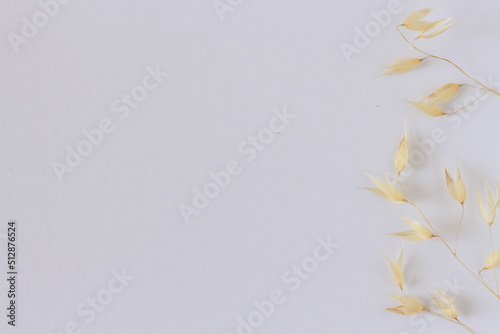  Oat plant on white background, close up, oat ears on white background with empty space for text, minimalist summer card / stationery or summer themed background with cereal, summer invitation.