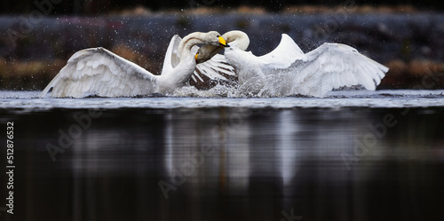 Two male whooper swans (Cygnus cygnus) fighting over territory in spring. photo