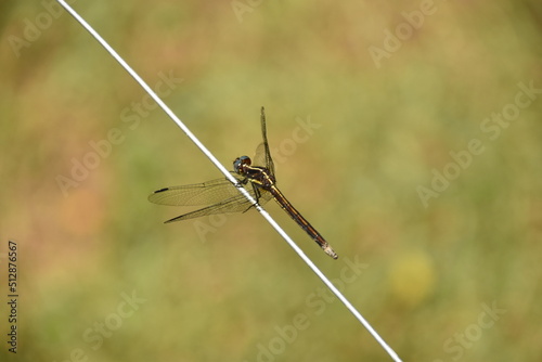 Dragonfly basking in the sun. © PHOliv