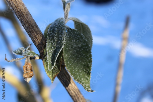 Gefrorenes blatt