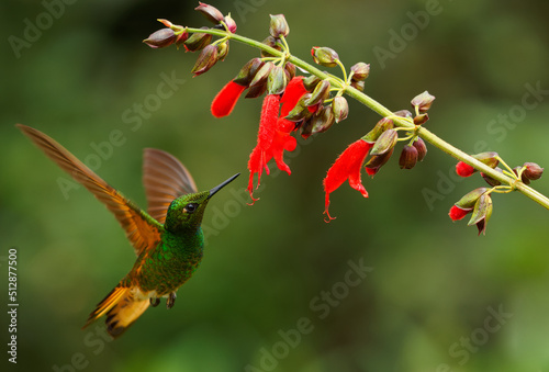Buff-tailed Coronet - Boissonneaua flavescens hummingbird in brilliants, tribe Heliantheini in subfamily Lesbiinae, found in Colombia, Ecuador, and Venezuela, green and rufous bird drink nectar photo