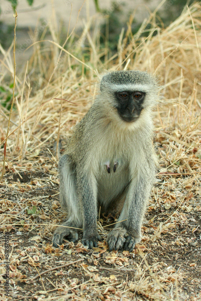 Vervet Monkey, Kruger National Park, South Africa