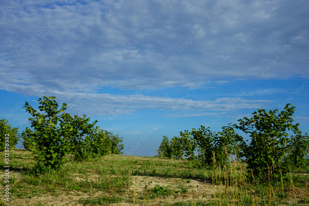Fototapeta premium A field with hazelnut trees