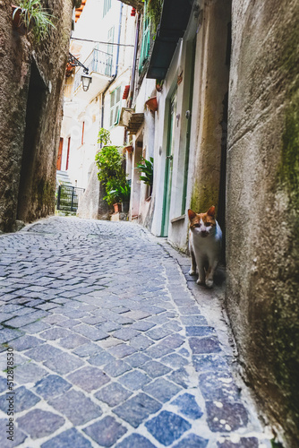 Fototapeta Naklejka Na Ścianę i Meble -  A look at the small streets of Rocchetta Nervina, a small town in the Ligurian hinterland, Italy, cat, ancient, architecture, blue, building, Building Exterior, city, cityscape, exterior, historic
