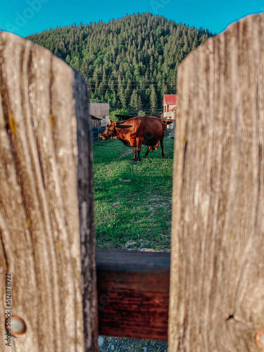 A brown cow grazes in the yard on the green grass.