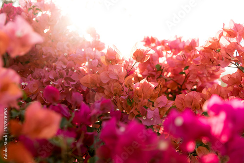 tropical pink backlit bougainvillea at sunset in kona hawaii photo