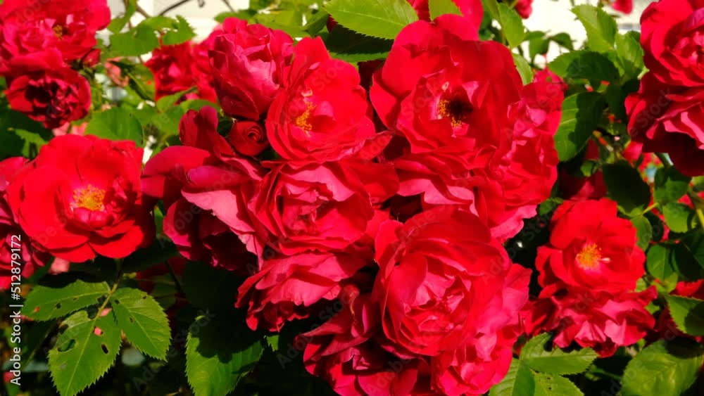 Bouquet of fresh roses, flower bright background. Bouquet of fresh roses, flower bright background.