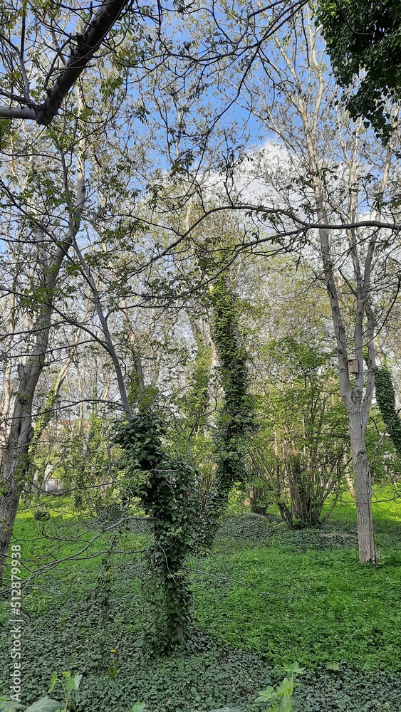 trees in spring