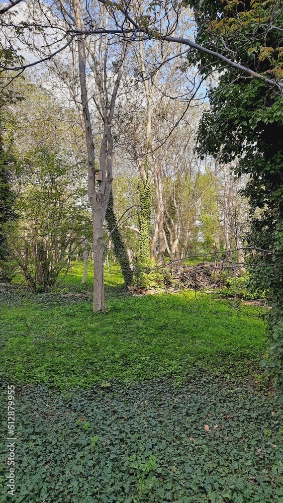 Fototapeta premium path in the park