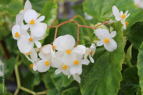 Flowers and Flowers