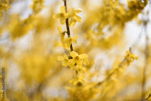 Żółte kwiaty forsycji photo