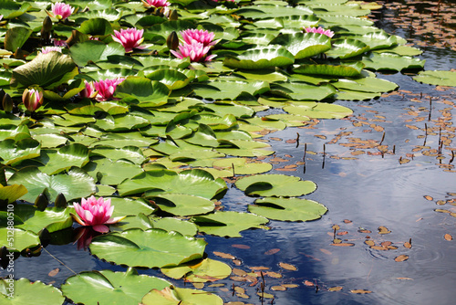 lily pad, pond