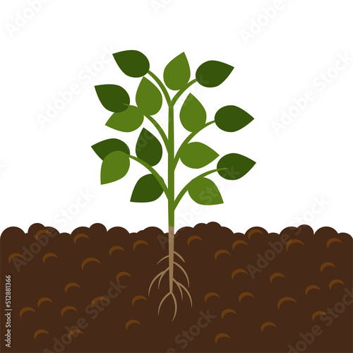 Spring growing