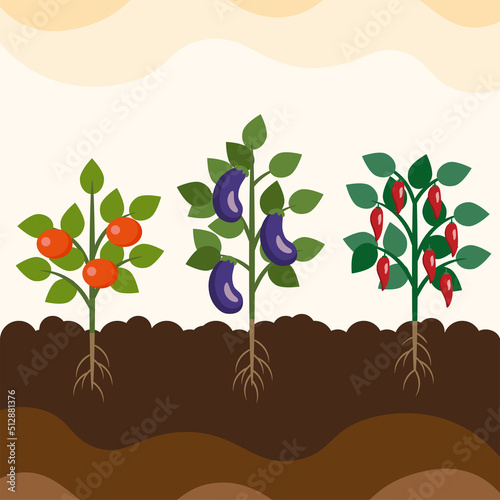 Tomato, Eggplant, Pepper growing in the soil.