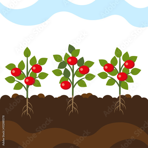 Tomato, Apple fruit. Growing plant, soil, root. 
