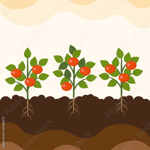 Growing vegetables. Tomato plant, orange tree