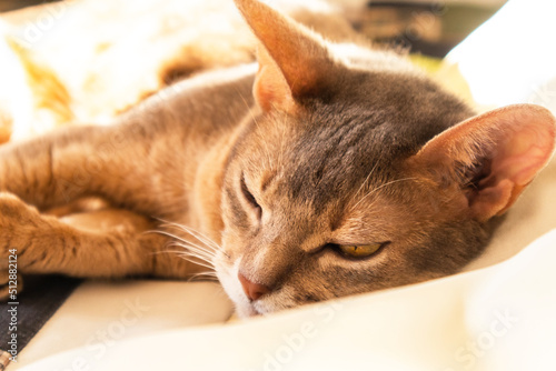 Abyssinian cat at home. Close up portrait of blue abyssinian cat, lying on a patchwork quilt and pillows. Pretty cat, white background. Cute resting kitty, selective focus. Yellow eyes, big ears cat