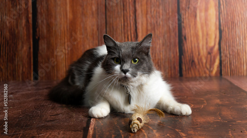 nervous cat on a wooden background