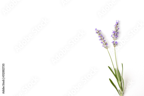 Background with two spikes of blooming lavender on white table