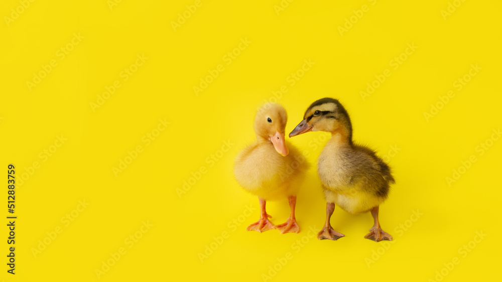 two small yellow and variegated duckling stand on yellow background, selective focus