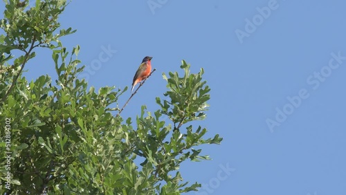 Male Painted Bunting singing on top of an Oak tree photo