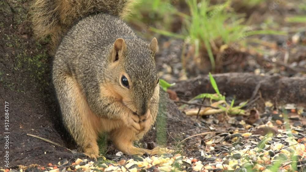 Closeup of a squirrel eating sunflower seeds under a tree Closeup of a squirrel eating sunflower seeds under a tree
