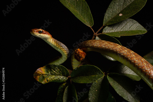 brown vine snake on the tree