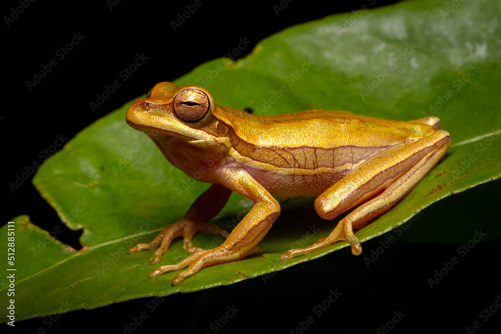 Obraz premium green tree frong on the leaf