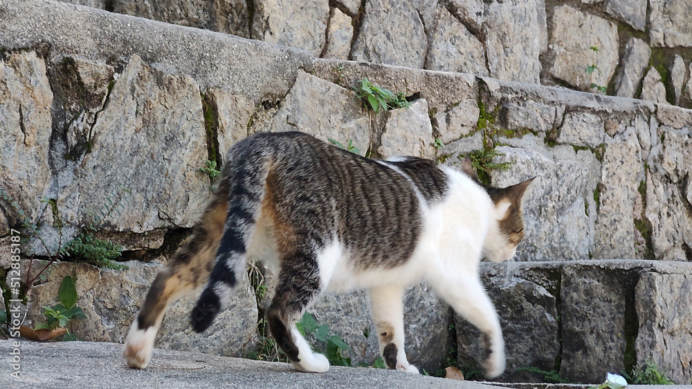 stair stone mineral cement concrete texture pattern landscape vegetation nature animal cat mimic