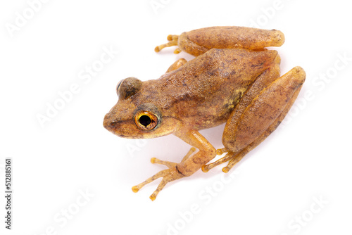 tree frog on white background