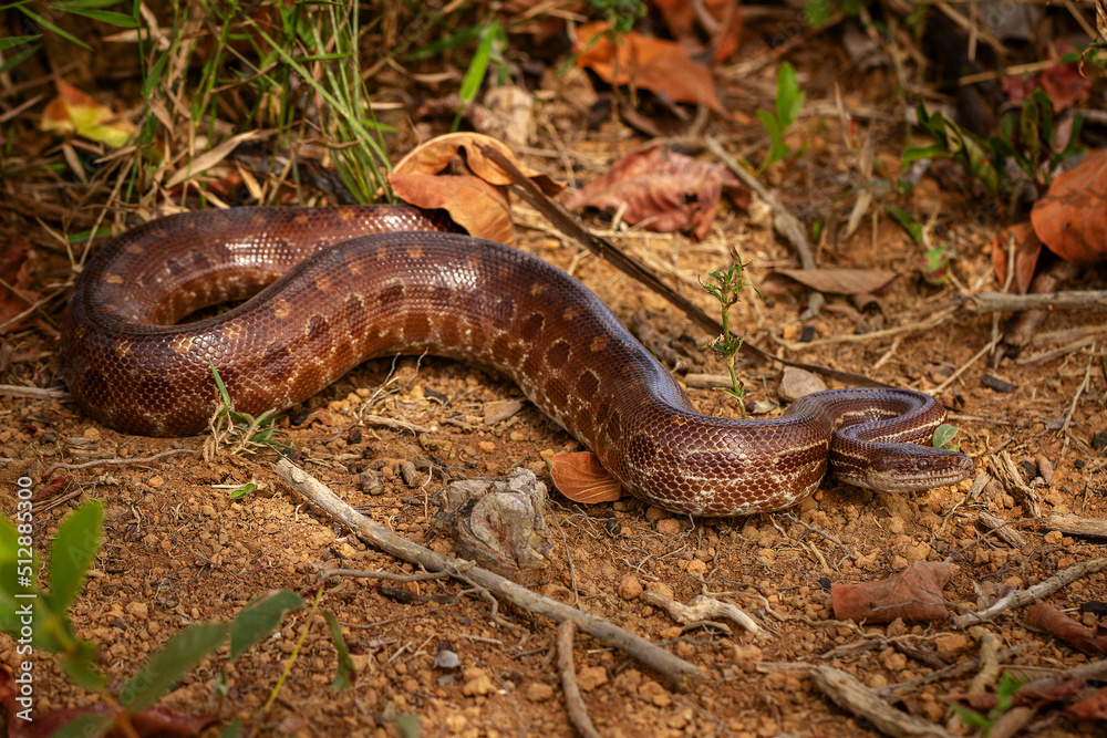 Obraz premium rainbow boa on the ground