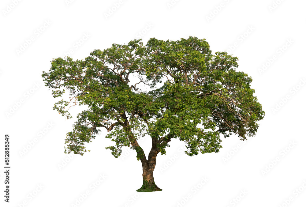 Obraz premium isolated tree on white background isolated tropical tree used for advertising and architecture design