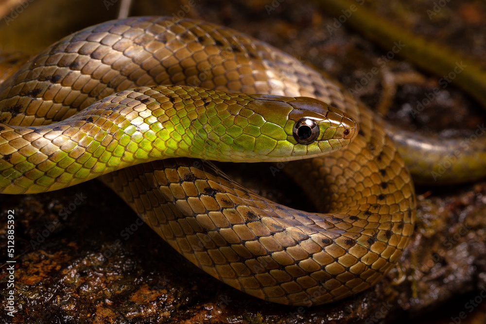 green and brown spoted water snake on a wood in the river green and brown spoted water snake on a wood in the river