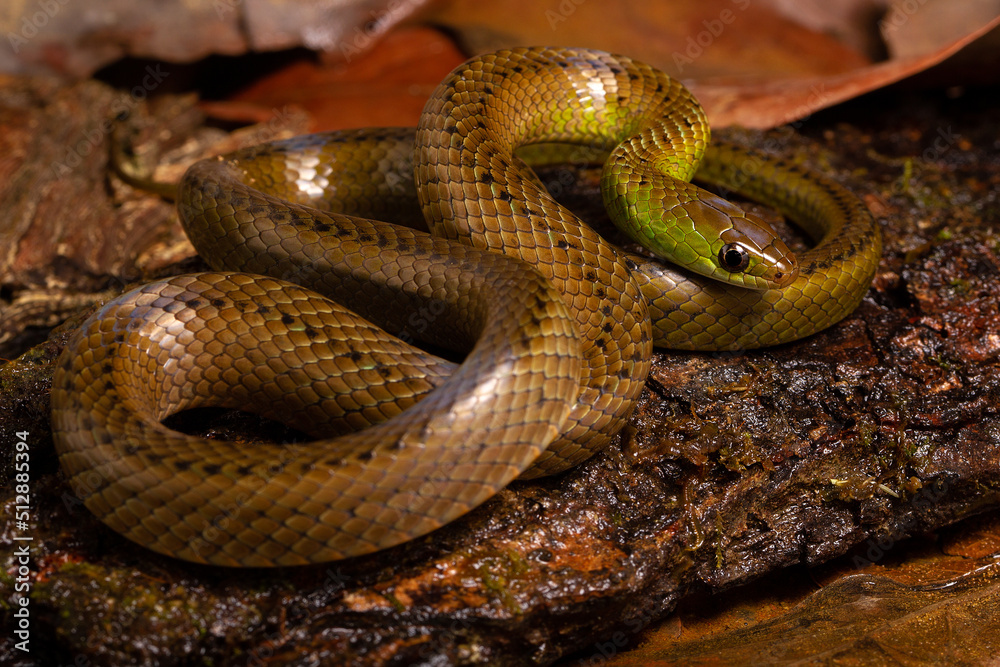 green and brown spoted water snake on a wood in the river green and brown spoted water snake on a wood in the river