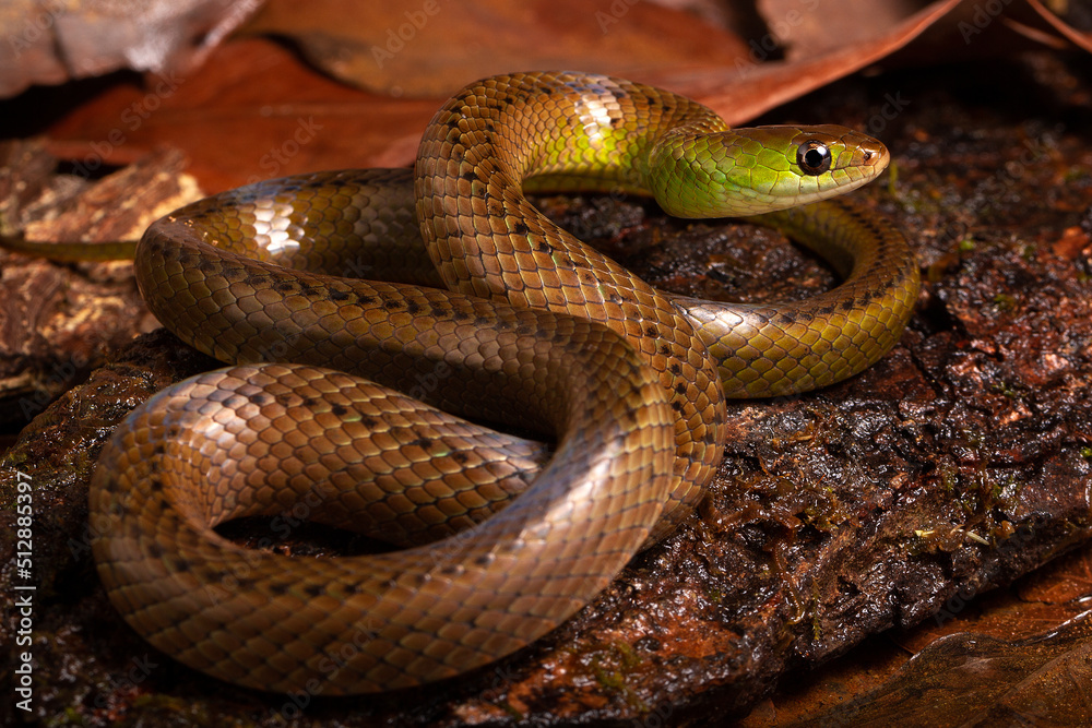 green and brown spoted water snake on a wood in the river green and brown spoted water snake on a wood in the river