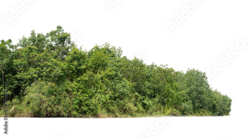 Group of tree isolated on white,tropical trees isolated used for design, advertising and architecture. Isolated island on a white background.