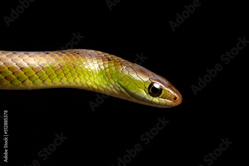 green and brown spoted water snake on black background
