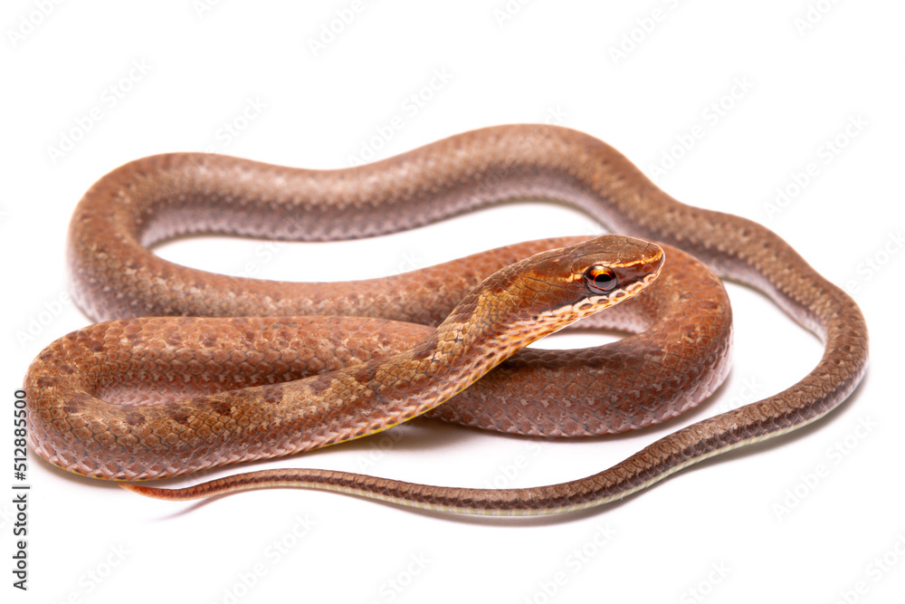brown spoted runner ground snake on white background back brown spoted runner ground snake on white background back