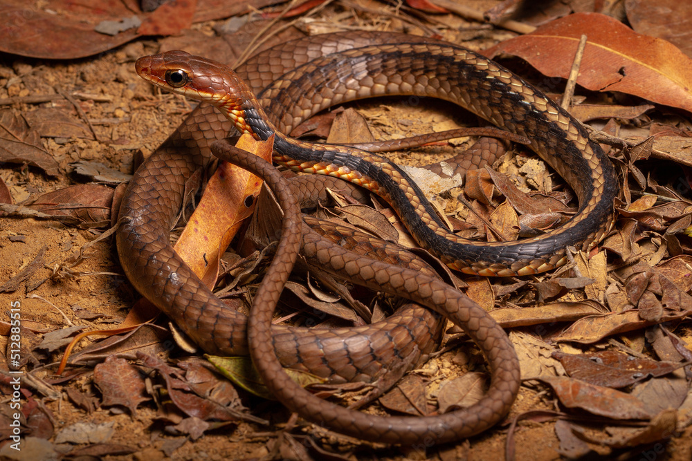 brown and black vine snake on trash leafs on the ground brown and black vine snake on trash leafs on the ground